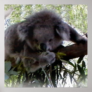 Cudly Koala Poster