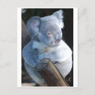 Cudly Koala Postkarte