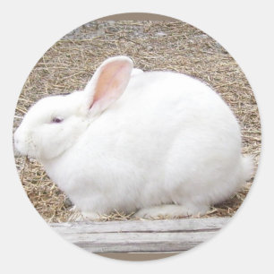 Cudly White Bunny Runder Aufkleber