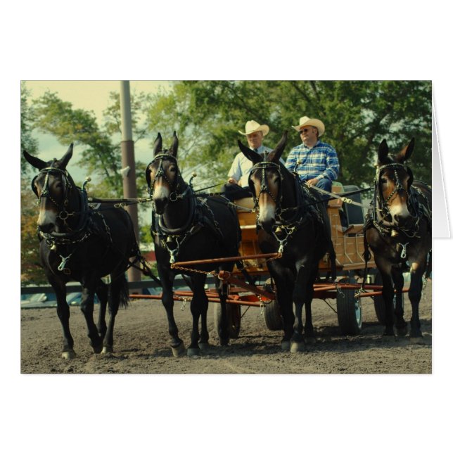 culpeper VA Entwurfspferdeshow (Vorderseite (Horizontal))