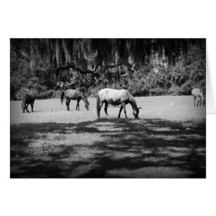 Cumberland im Schwarzen