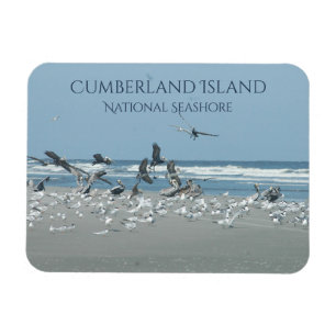 Cumberland Island Beach, Flocking Birnen, Ozean Magnet