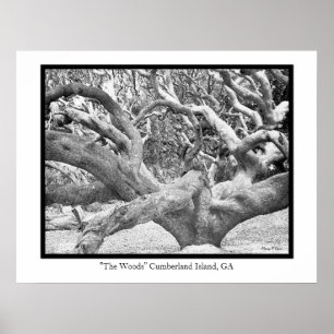 Cumberland Island, GA Poster