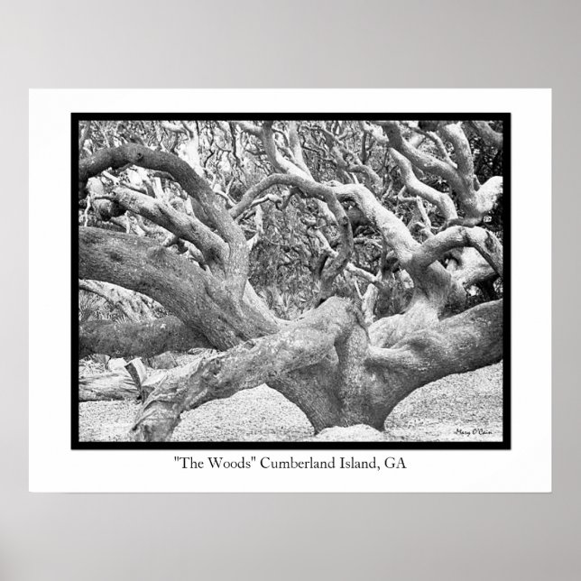 Cumberland Island, GA Poster (Vorne)