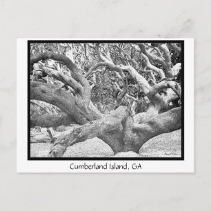 Cumberland Island, GA Postkarte