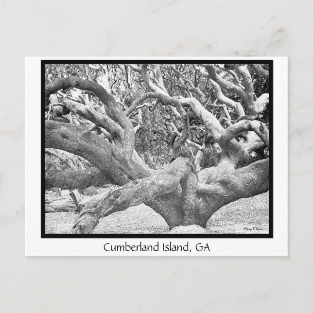 Cumberland Island, GA Postkarte (Vorderseite)