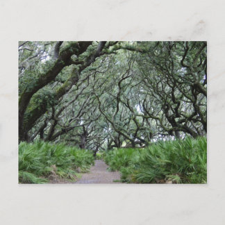 Cumberland Island Postkarte