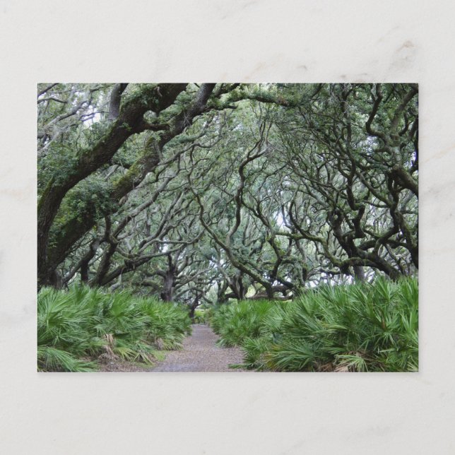 Cumberland Island Postkarte (Vorderseite)