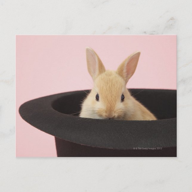 Cuniculus Postkarte (Vorderseite)