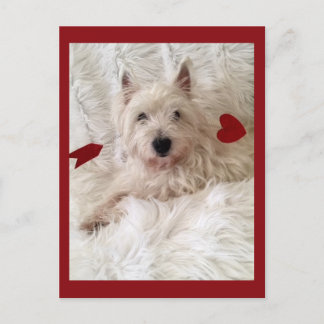 Cupid's Bow Westie Postkarte