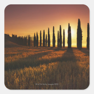 (cupressus sempervirens) - Europa, Quadratischer Aufkleber