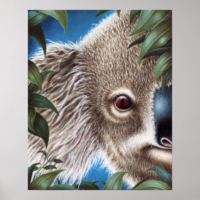 Curios Koala Poster (Vorne)