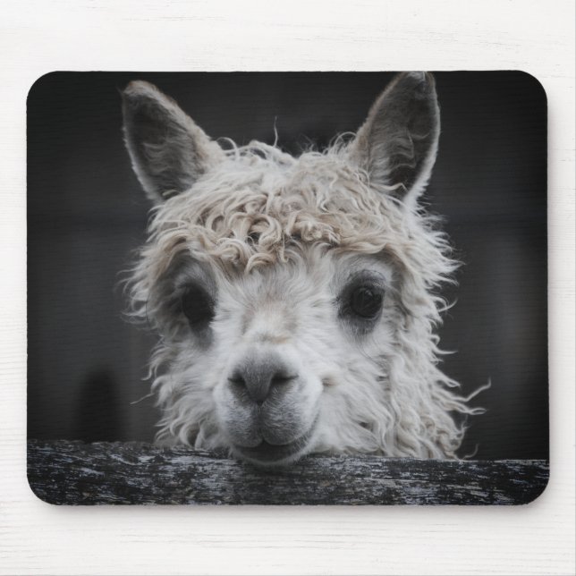 Curious Alpaca Mouse Pad Mousepad (Vorne)