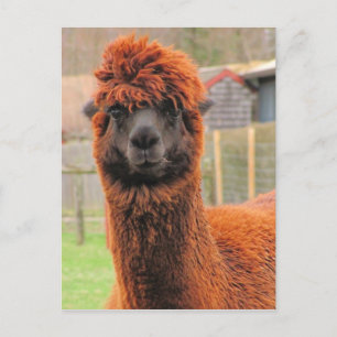 Curious Alpaca ~ Postcard Postkarte