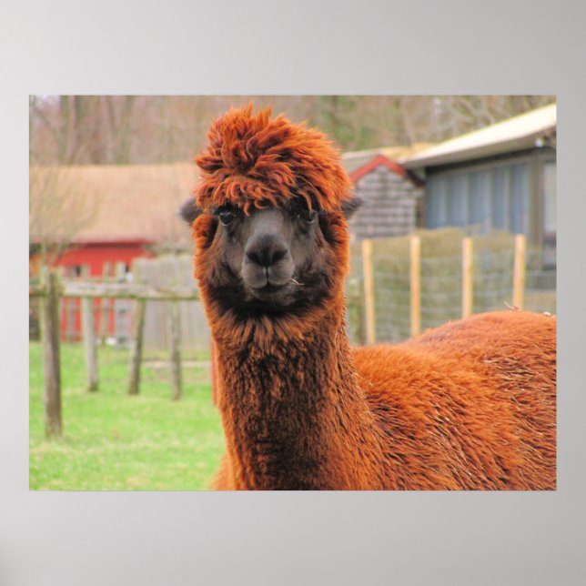 Curious Alpaca ~ Print Poster (Vorne)
