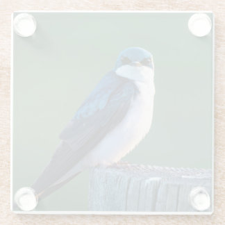 Curious Bird Glasuntersetzer