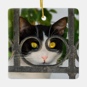 Curious Cat mit Spektakeln Rahmen Foto Keramikornament