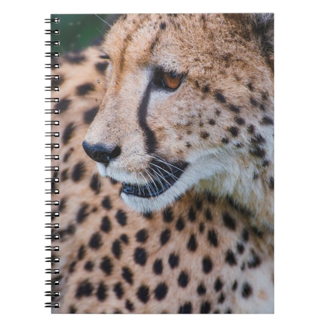 CURIOUS CHEETAH NOTIZBLOCK (Vorderseite)