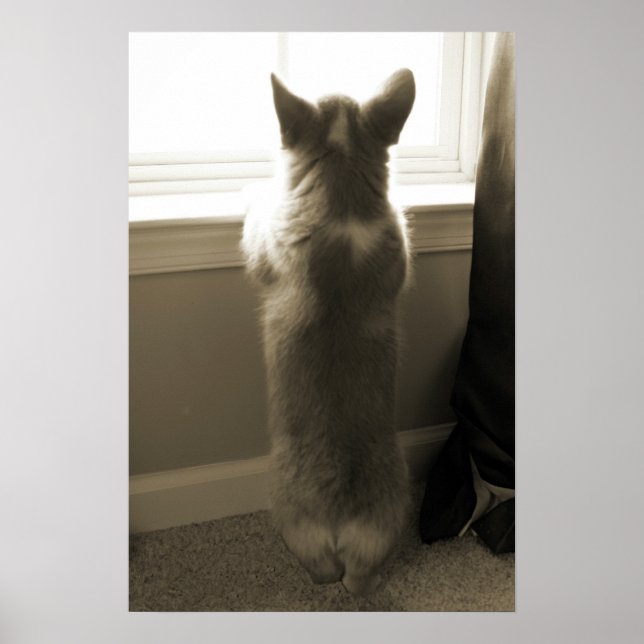 Curious Corgi Poster (Vorne)