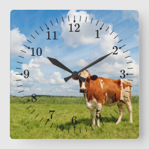 Curious cow standing on meadow. quadratische wanduhr