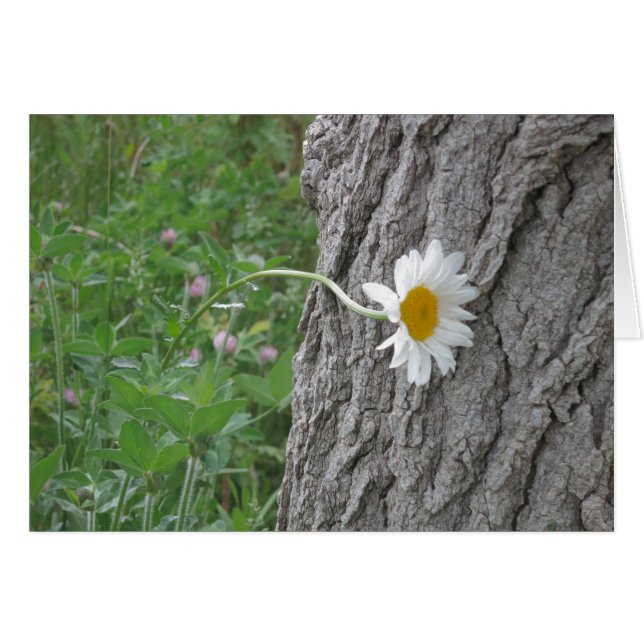 Curious Daisy (Vorderseite (Horizontal))