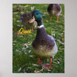 Curious Duck Poster
