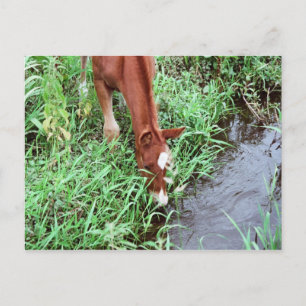 Curious Foal Postcard Postkarte