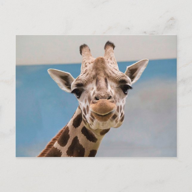 Curious Giraffe Portrait Postkarte (Vorderseite)