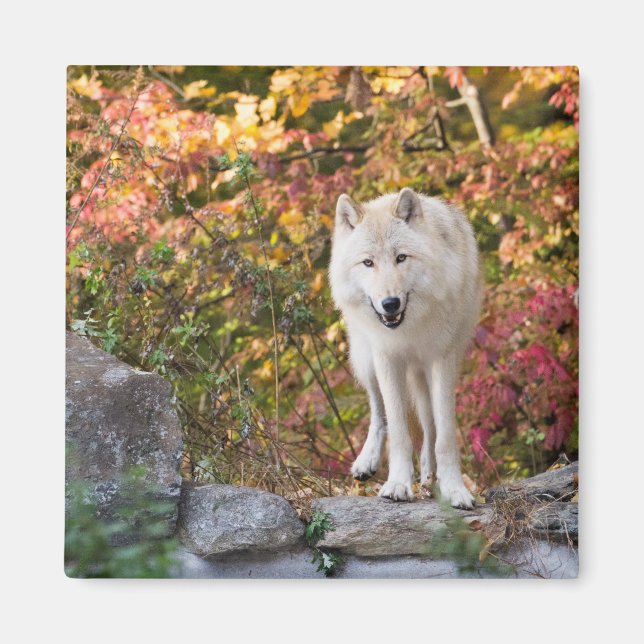 Curious Gray Wolf Magnet (Vorne)