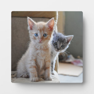 Curious Kittens Fotoplatte