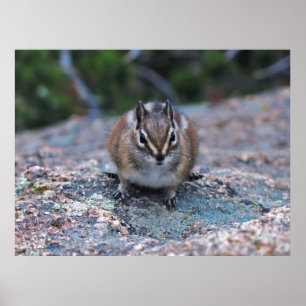 Curious Little Chipmunk Poster
