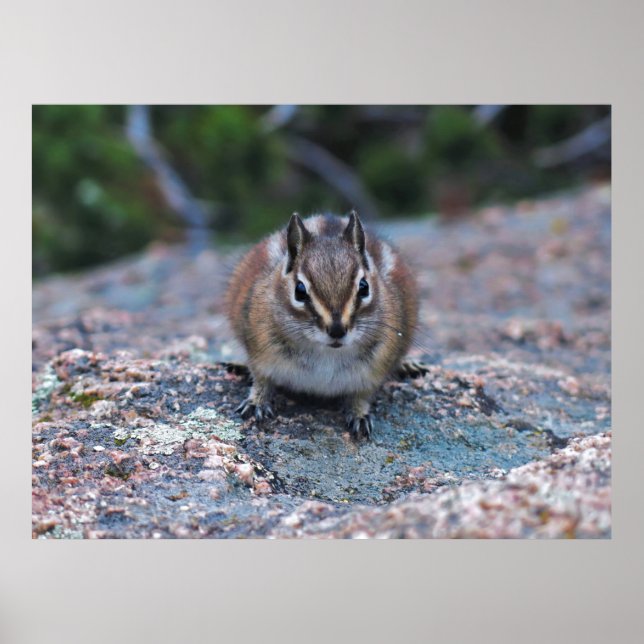 Curious Little Chipmunk Poster (Vorne)