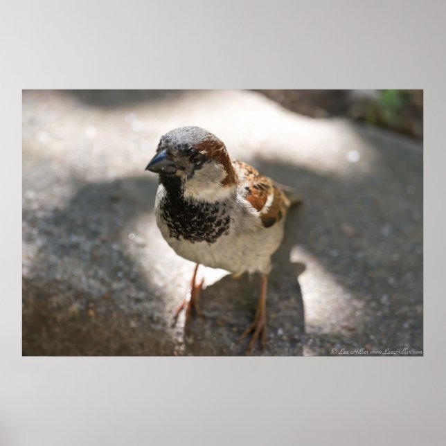 "Curious Little Man" Male House Sparrow Poster (Vorne)