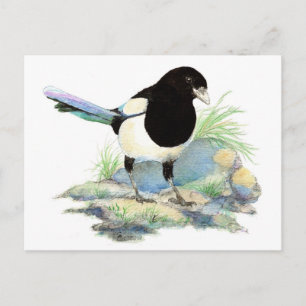 Curious Magpie Postcard Postkarte
