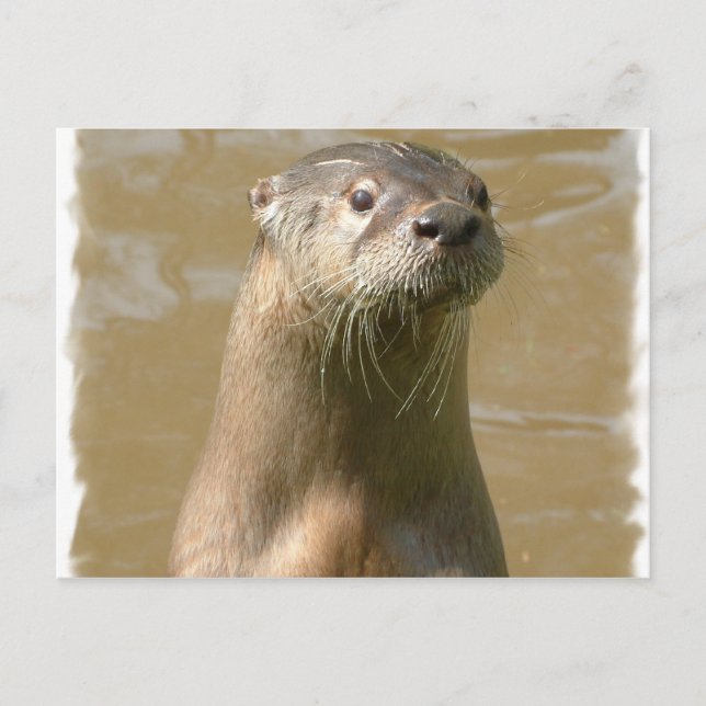 Curious Otter Postcard Postkarte (Vorderseite)