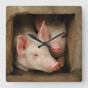 Curious Piglets Quadratische Wanduhr
