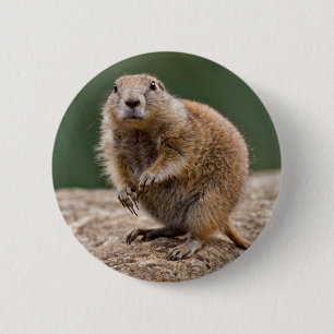 Curious Prairie Dog Abzeichen Button