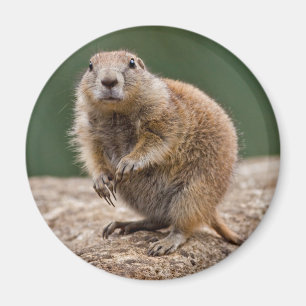 Curious Prairie Dog Magnet