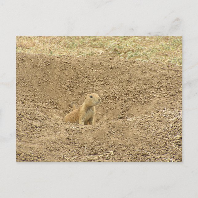 Curious Prairie Dog Postkarte (Vorderseite)