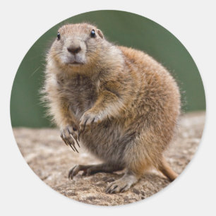 Curious Prairie Dog Sticker