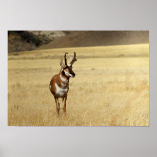 Curious Pronghorn Antelope Print Poster
