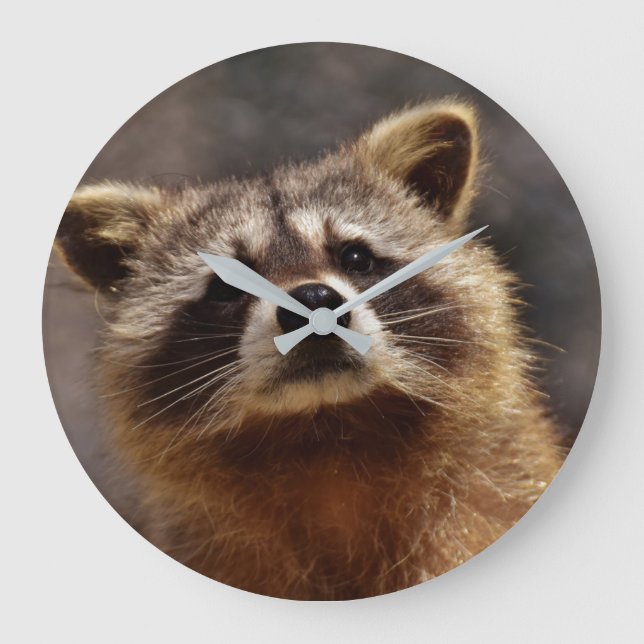 Curious Raccoon Große Wanduhr (Vorderseite)