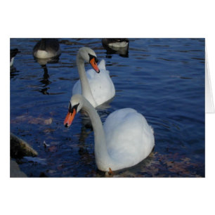 Curious Swan card