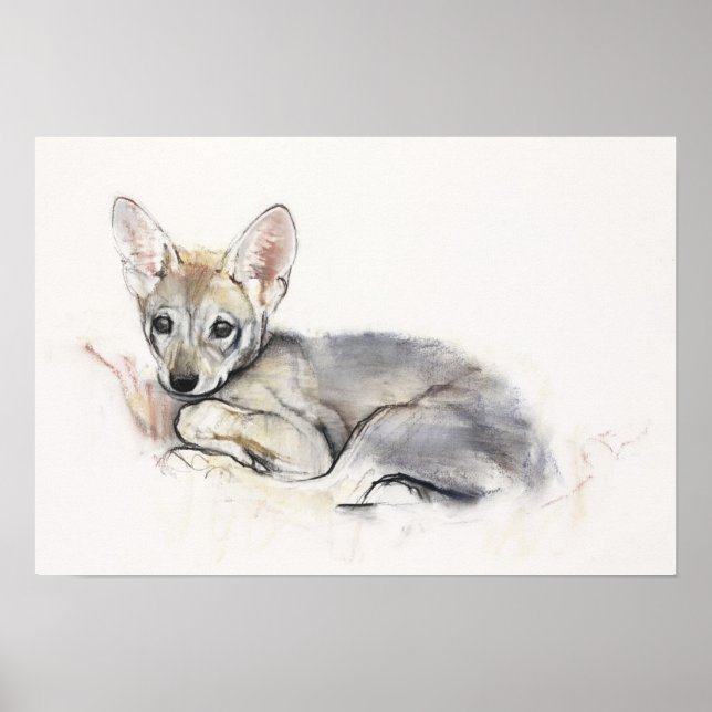 Curled Arabian Wolf Pup 2009 Poster (Vorne)