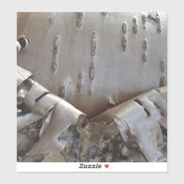 Curly Birch Bark Tree Rustic Aufkleber (Blatt)