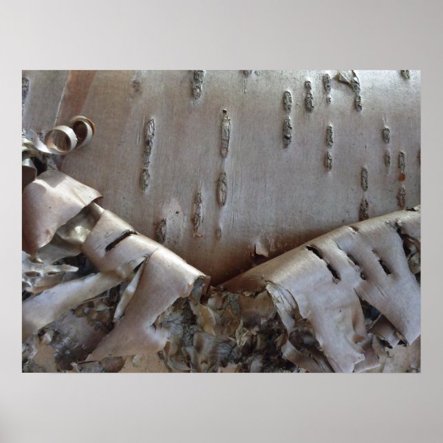 Curly Birch Bark Tree Rustic Poster (Vorne)