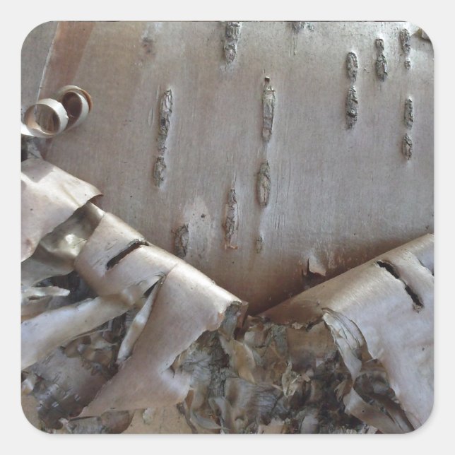 Curly Birch Bark Tree Rustic Quadratischer Aufkleber (Vorderseite)