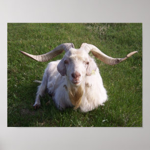 Curly Horn Goat Poster