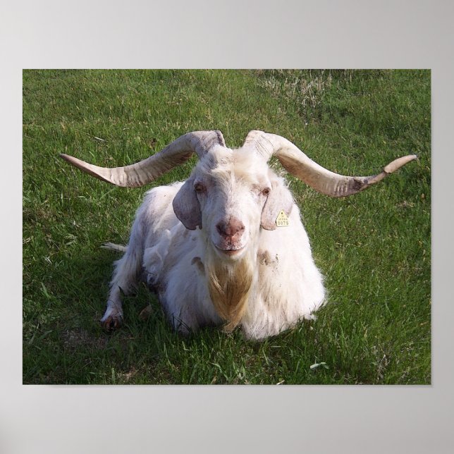 Curly Horn Goat Poster (Vorne)