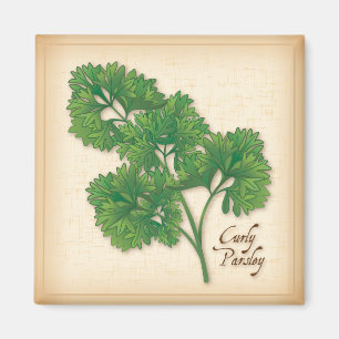 Curly Parsley Herb Magnet